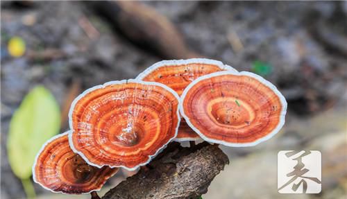 灵芝是热性还是凉性？中医学家怎么说的