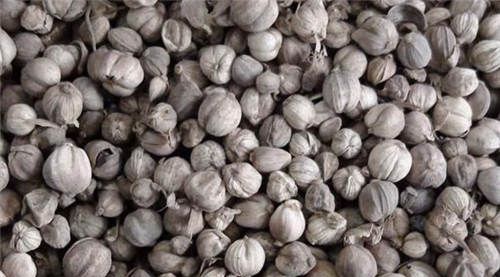 怀孕可以吃白扣吗？怀孕吃什么比较好