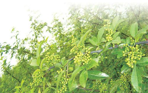 怀孕可以吃花椒叶吗？怀孕吃什么比较好