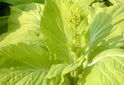 怀孕可以吃白菜苔吗？怀孕吃什么比较好