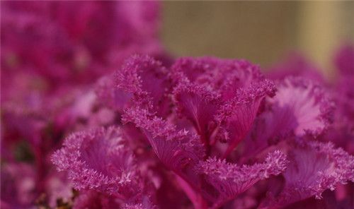 怀孕可以吃石花菜吗？怀孕吃什么比较好