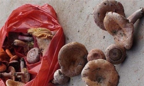 怀孕可以吃松菇吗？怀孕吃什么比较好
