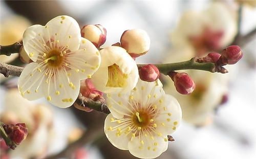 怀孕可以吃白梅花吗？怀孕吃什么比较好