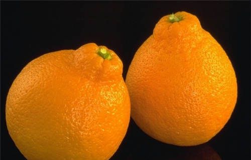 怀孕可以吃胡柚吗？怀孕吃什么比较好