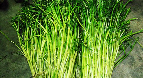 怀孕可以吃水芹菜吗？怀孕吃什么比较好