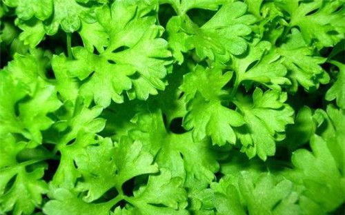怀孕可以吃芹菜叶吗？怀孕吃什么比较好