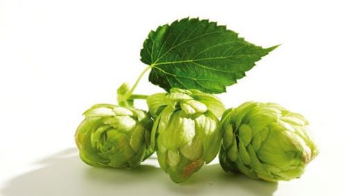 怀孕可以吃啤酒花吗？怀孕吃什么比较好