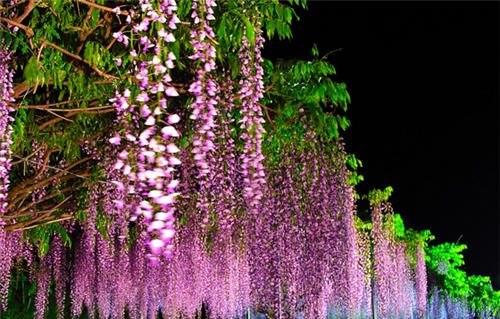 怀孕可以吃紫藤花吗？怀孕吃什么比较好