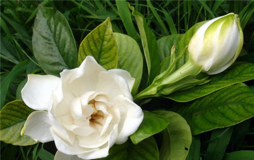 怀孕可以吃栀子花吗？怀孕吃什么比较好