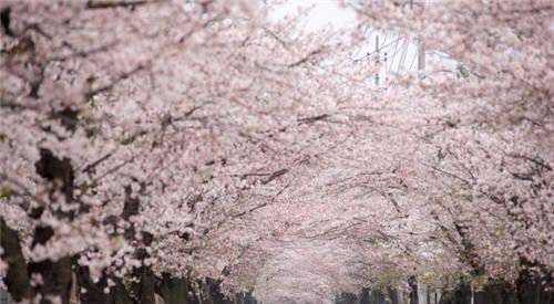 怀孕可以吃樱花吗？怀孕吃什么比较好