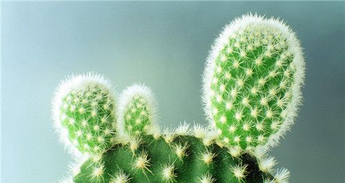 怀孕可以吃仙人掌吗？怀孕吃什么比较好