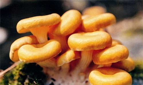 怀孕可以吃元蘑吗？怀孕吃什么比较好