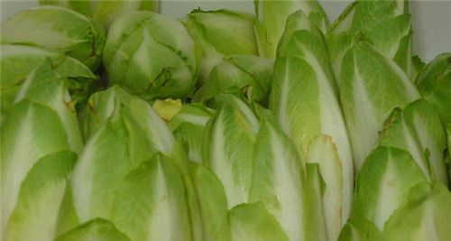怀孕可以吃菊苣吗？怀孕吃什么比较好
