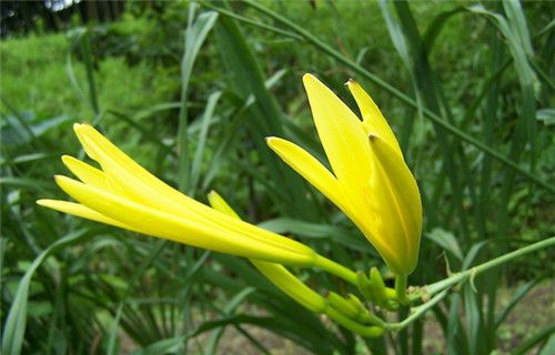 怀孕可以吃金针菜吗？怀孕吃什么比较好
