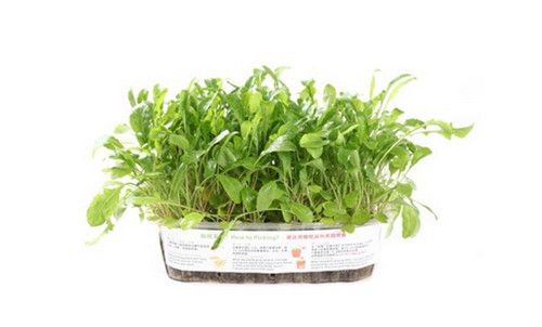 怀孕可以吃芝麻菜吗？怀孕吃什么比较好