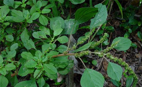 怀孕可以吃野苋菜吗？怀孕吃什么比较好
