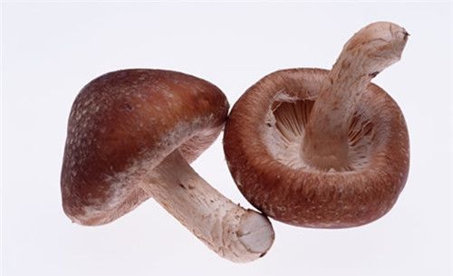 怀孕可以吃菌菇吗？怀孕吃什么比较好