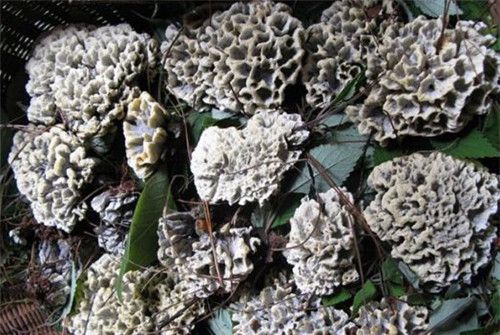 怀孕可以吃干巴菌吗？怀孕吃什么比较好