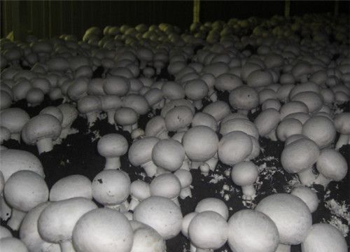 怀孕可以吃双孢蘑菇吗？怀孕吃什么比较好