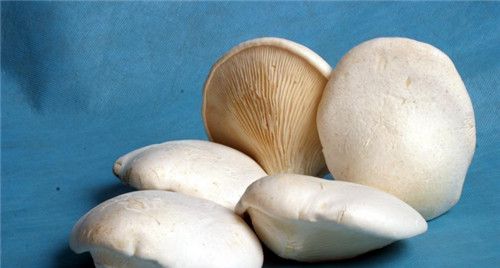 怀孕可以吃白灵菇吗？怀孕吃什么比较好