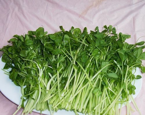 怀孕可以吃豌豆苗吗？怀孕吃什么比较好