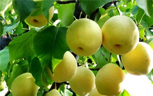 怀孕可以吃雪花梨吗？怀孕吃什么比较好