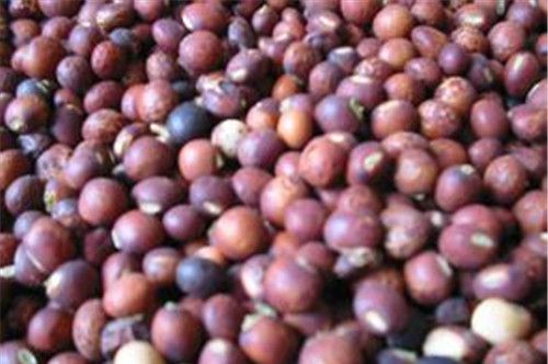 怀孕可以吃木豆吗？怀孕吃什么比较好
