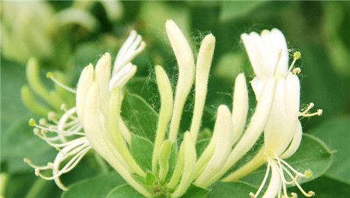 怀孕可以吃金银花吗？怀孕吃什么比较好