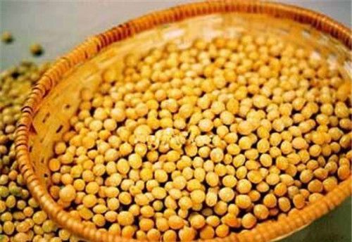 怀孕可以吃豆粕吗？怀孕吃什么比较好