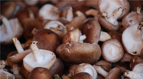 怀孕可以吃香菇吗？怀孕吃什么比较好