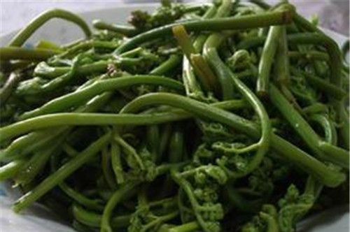 怀孕可以吃蕨菜吗？怀孕吃什么比较好