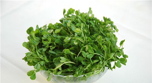 怀孕可以吃豆苗吗？怀孕吃什么比较好