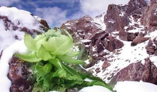 怀孕可以吃雪莲吗？怀孕吃什么比较好