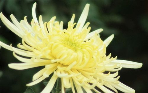 怀孕可以吃菊花吗？怀孕吃什么比较好