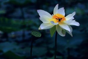 野生菜莲的吃法_养生吃法与做法