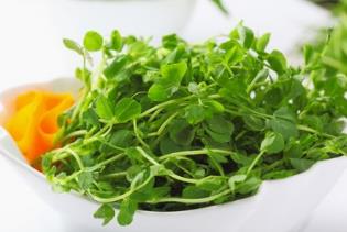 野生菜蒙古韭的吃法_养生吃法与做法