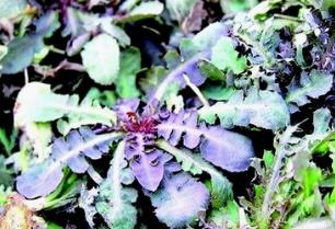 野生菜山糜菜的吃法_养生吃法与做法