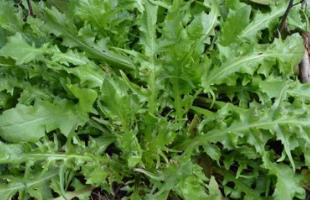 野生菜蒲公英的吃法_养生吃法与做法
