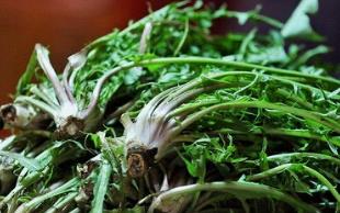 野生菜飞廉的吃法_养生吃法与做法