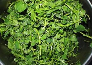 野生菜大山黧豆的吃法_养生吃法与做法