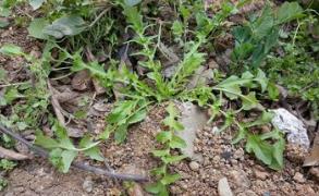 野生菜龙牙菜的吃法_养生吃法与做法