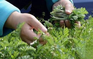 野生菜地榆的吃法_养生吃法与做法