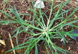 野生菜山芥菜的吃法_养生吃法与做法