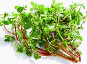 野生菜风花菜的吃法_养生吃法与做法