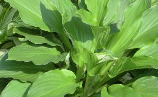 野生菜荠菜的吃法_养生吃法与做法