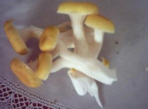 野生菜蘑菇的吃法_养生吃法与做法