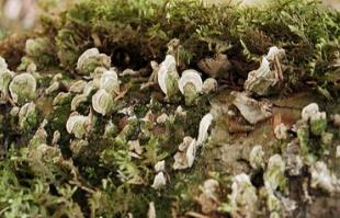 野生菜榛蘑的吃法_养生吃法与做法