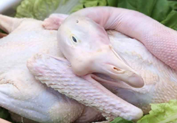 鹅肉的性味归经与作用功效禁忌_营养价值与成分药理