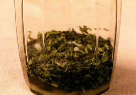 如何自制茼蒿酵素?茼蒿酵素的制作方法步骤与作用功效