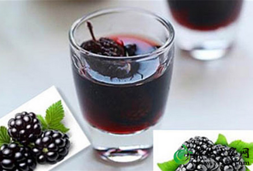 桑葚酒的制作工艺及流程研究_桑葚酒发酵酿制生产方法